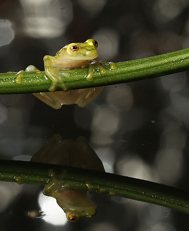 Reticulated glass frog