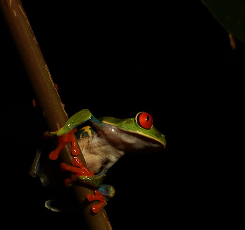 Red-eyed tree frog