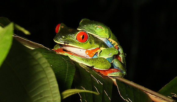 Red-eyed tree frog