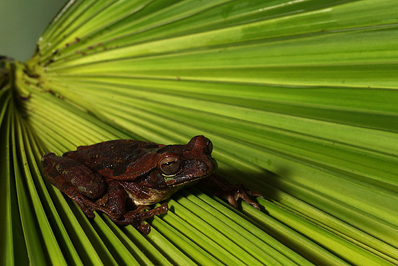 Toad