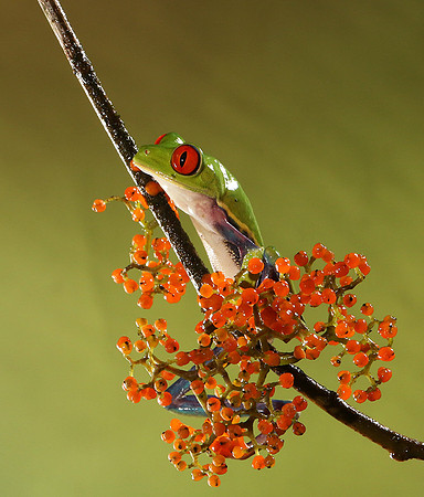 Red-eyed tree frog