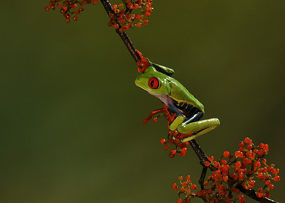 Red-eyed tree frog