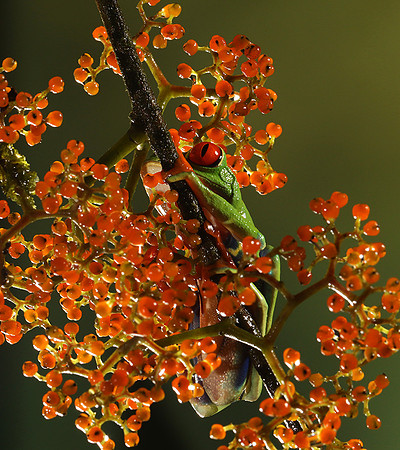 Red-eyed tree frog