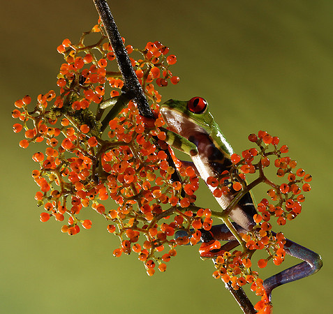 Red-eyed tree frog