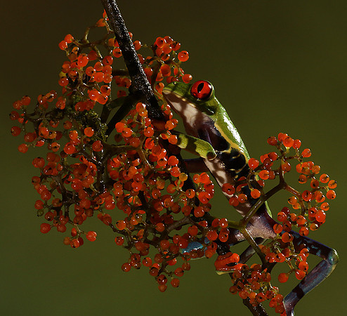 Red-eyed tree frog