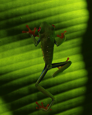 Red-eyed tree frog