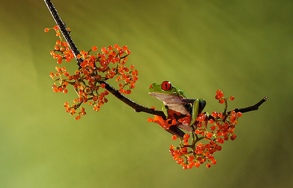 Red-eyed tree frog