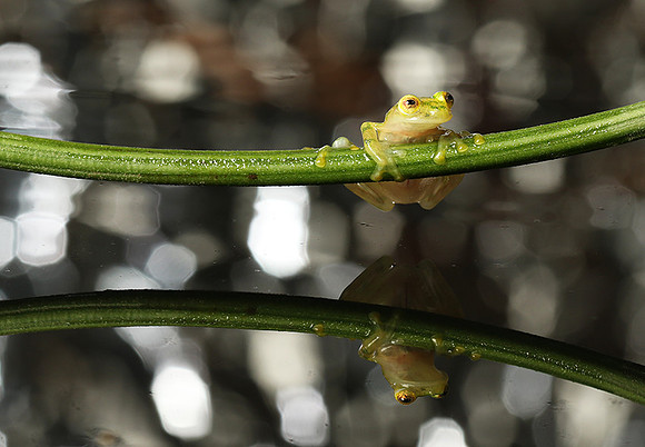 Reticulated glass frog