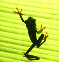 Red-eyed tree frog
