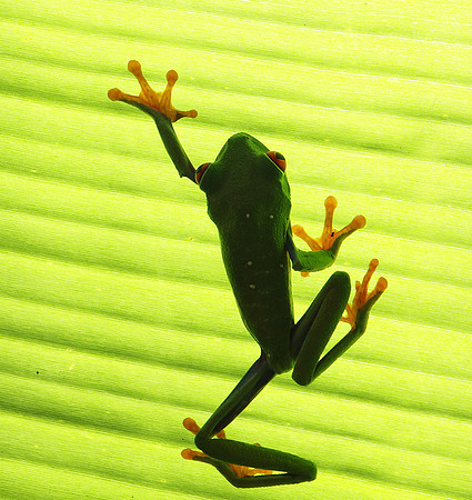 Red-eyed tree frog