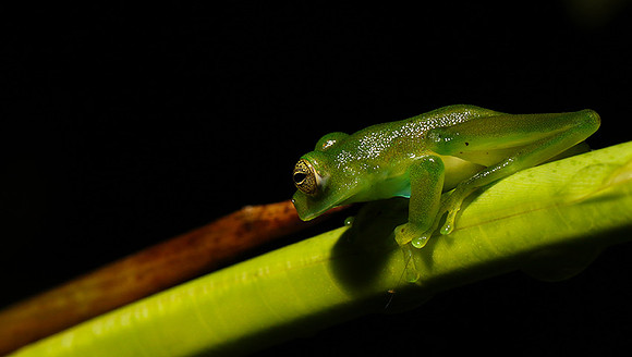 Emerald glass frog