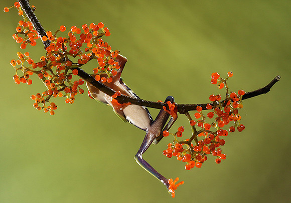 Red-eyed tree frog