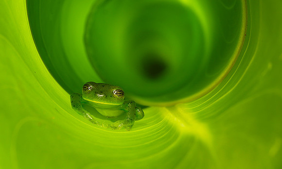 Emerald glass frog