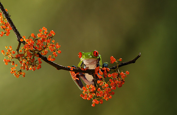 Red-eyed tree frog