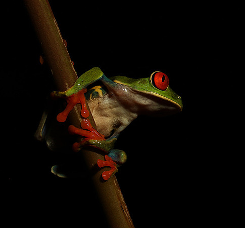 Red-eyed tree frog