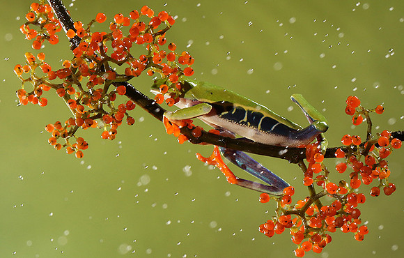Red-eyed tree frog