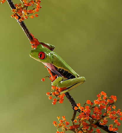Red-eyed tree frog