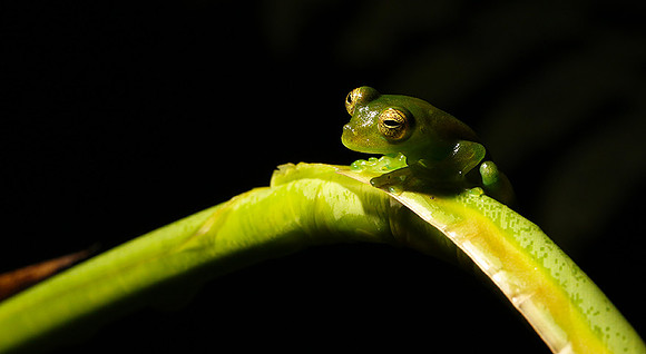 Emerald glass frog