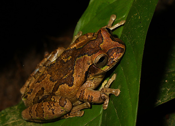 Tawny tree frog