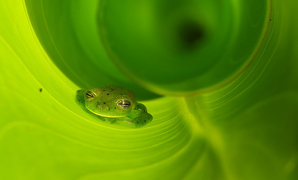 Emerald glass frog