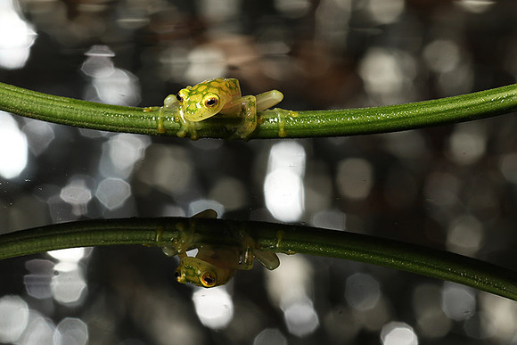 Reticulated glass frog