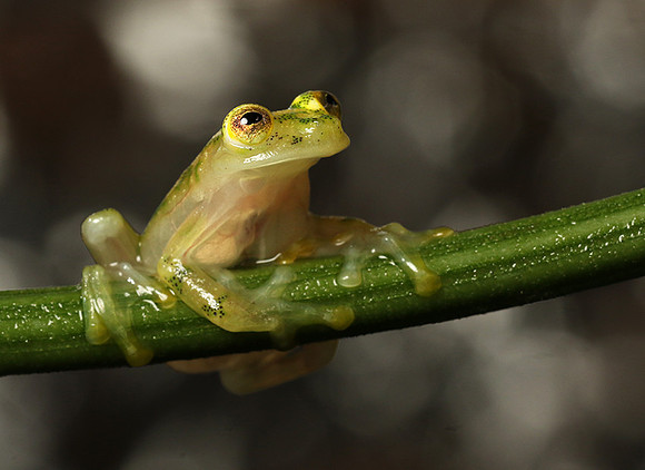 Reticulated glass frog