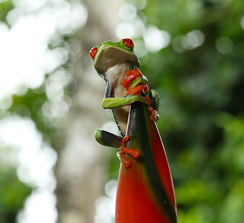 Red-eyed tree frog