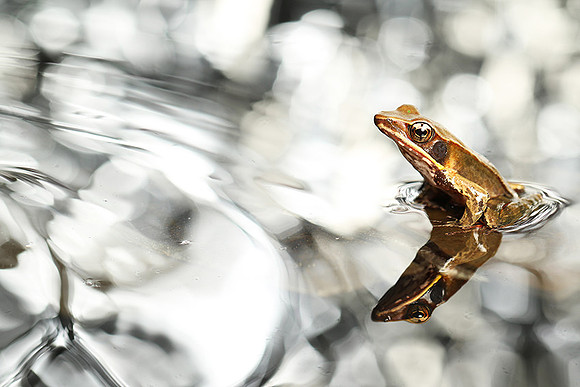 Frog with reflection