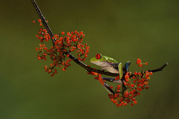 Red-eyed tree frog