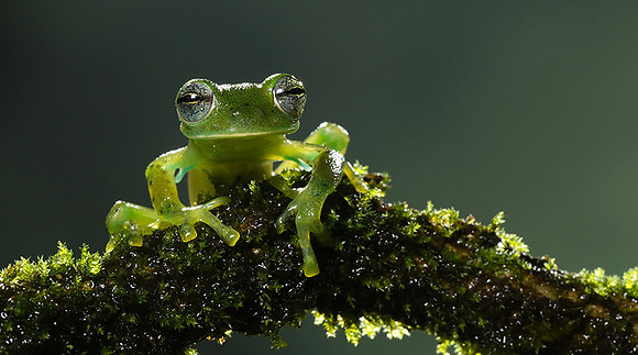Emerald glass frog