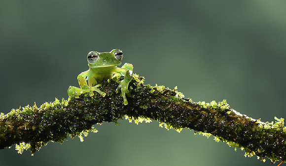 Emerald glass frog