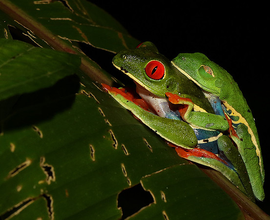 Red-eyed tree frog