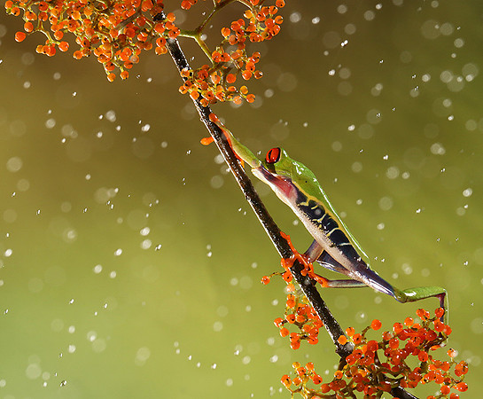 Red-eyed tree frog