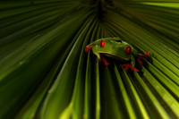 Red-eyed tree frog