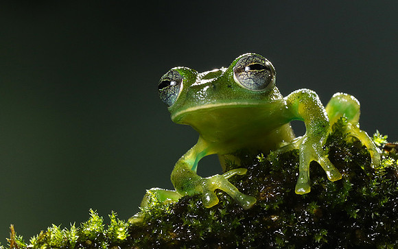 Emerald glass frog