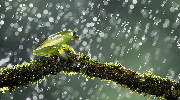 Emerald glass frog