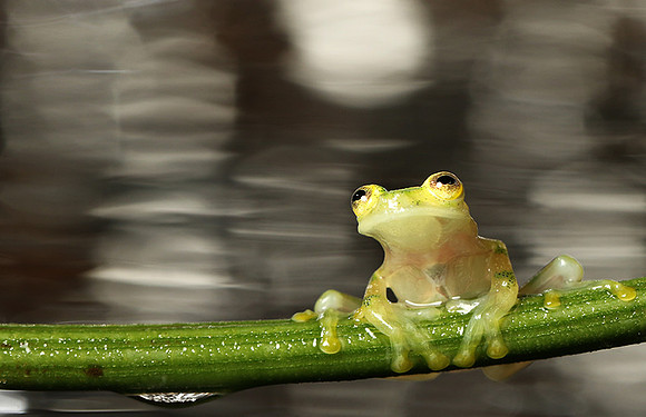 Reticulated glass frog
