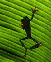 Red-eyed tree frog