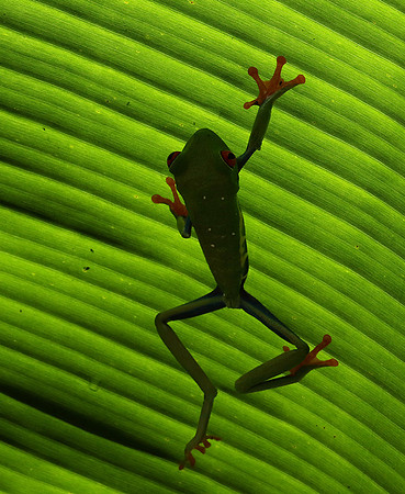 Red-eyed tree frog