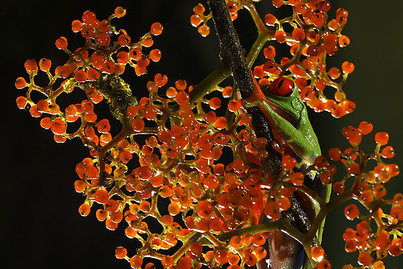 Red-eyed tree frog