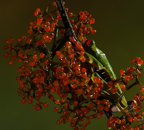 Red-eyed tree frog