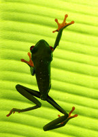 Red-eyed tree frog