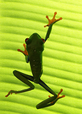 Red-eyed tree frog