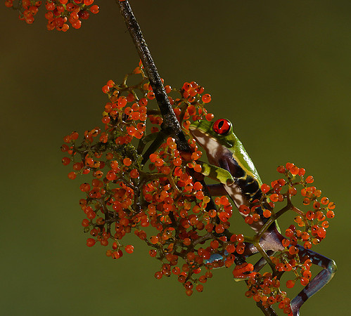 Red-eyed tree frog