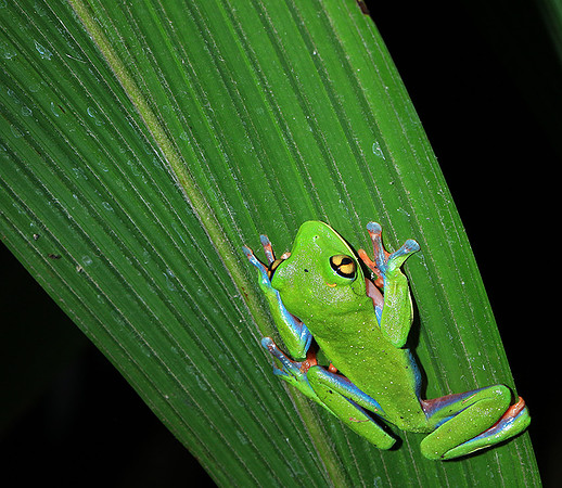 Yellow-eyed tree frog