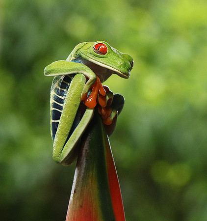 Red-eyed tree frog