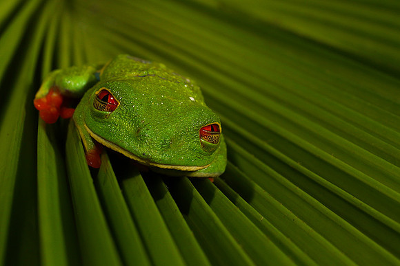 Red-eyed tree frog