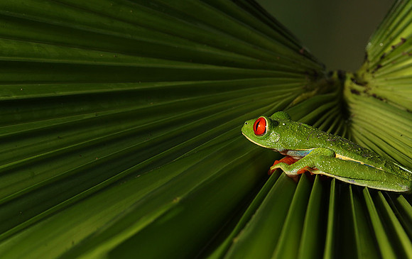 Red-eyed tree frog