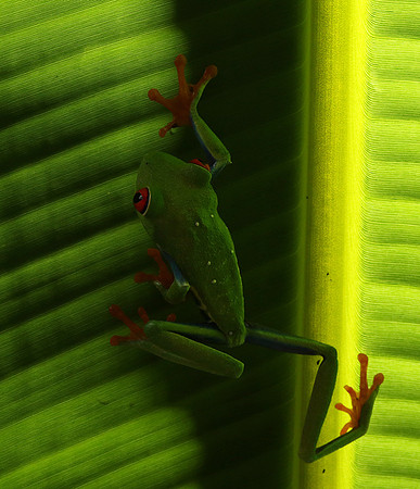 Red-eyed tree frog