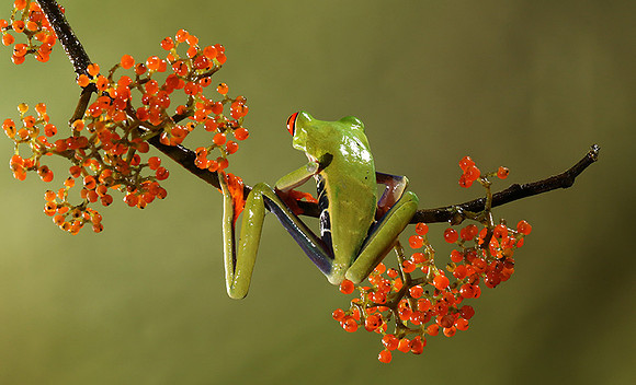 Red-eyed tree frog